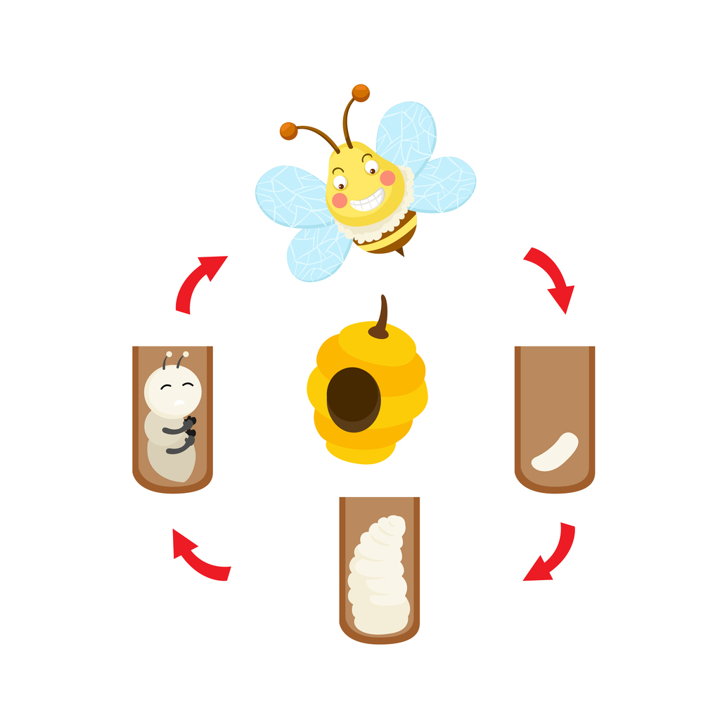 Honeybee S Life Cycle