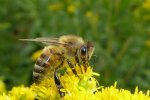 honeybee on yellow flower