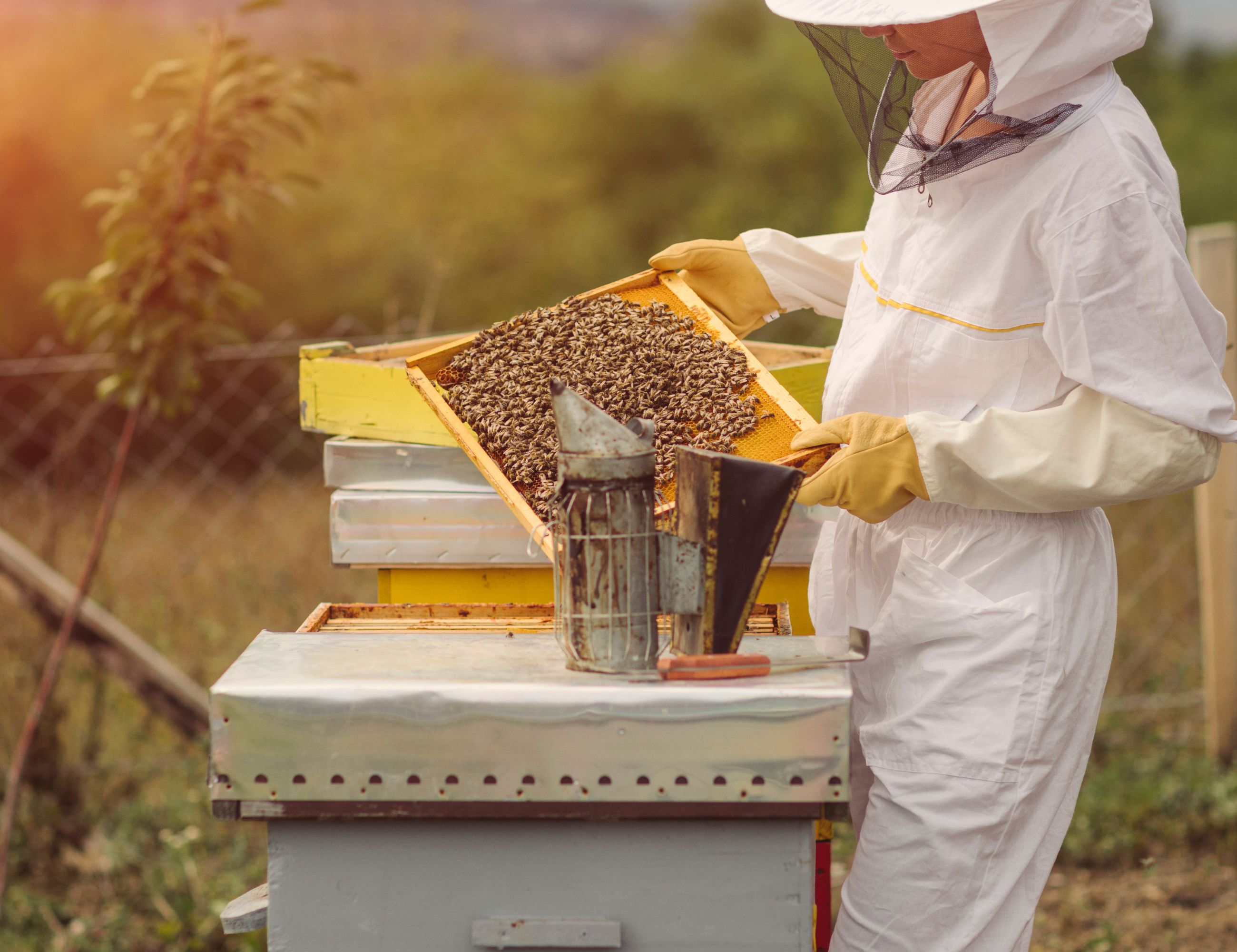 beekeeper inspecting her colonies