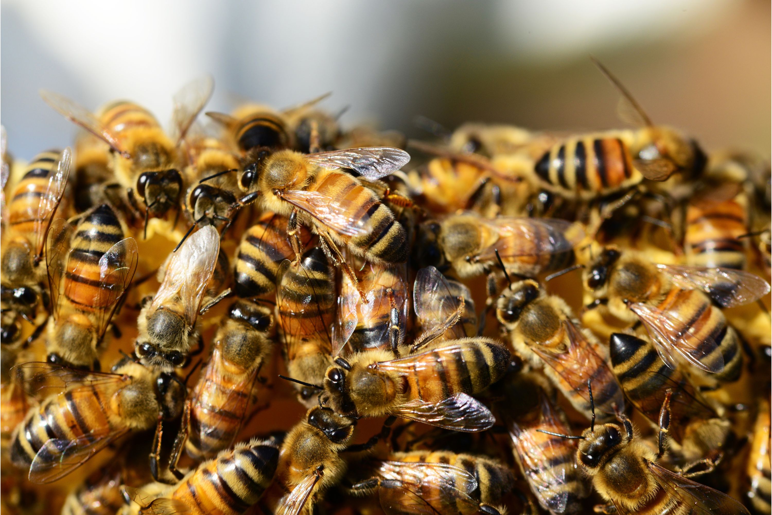 clump of honeybees together