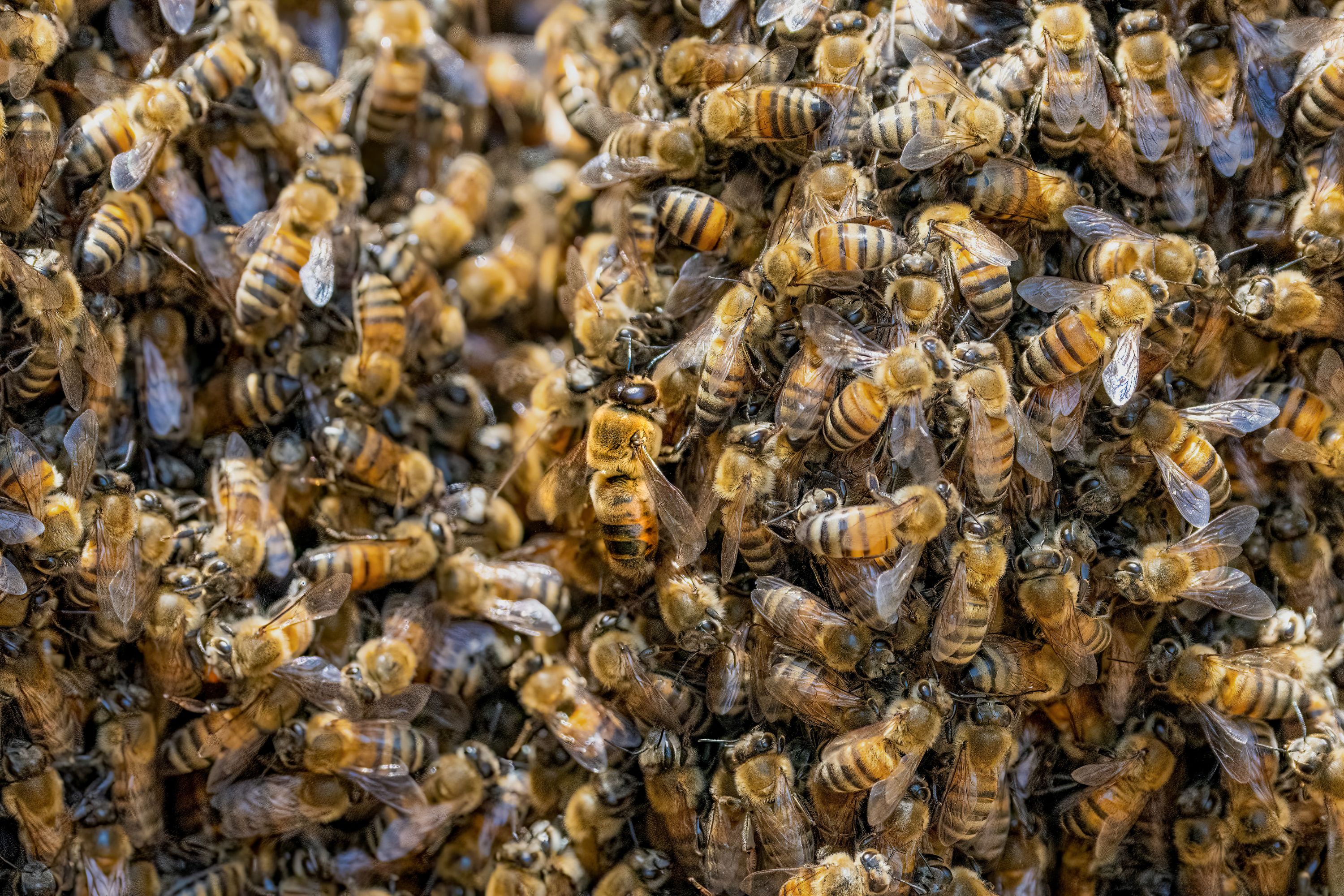 honeybee cluster