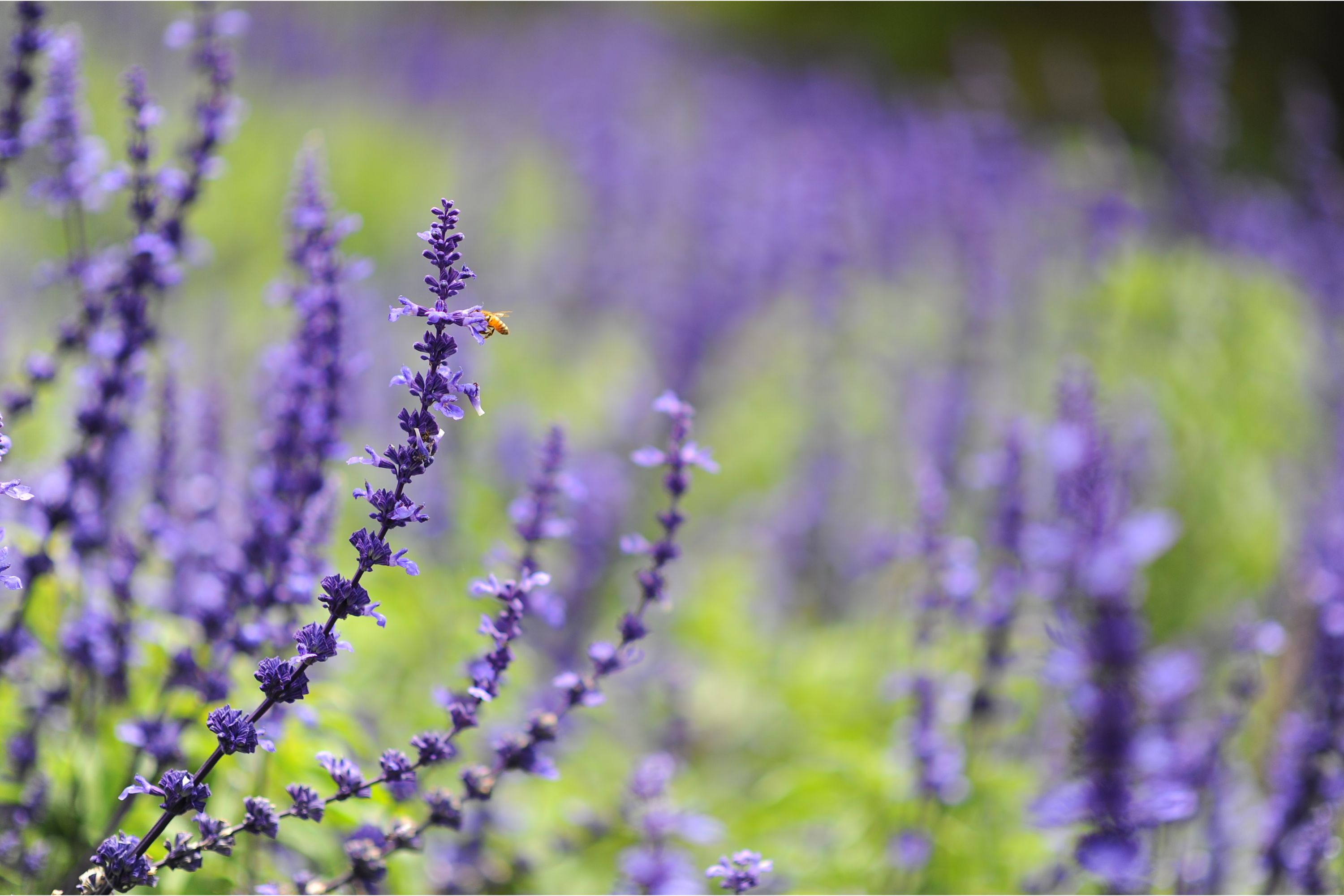 Honeybee on English Lavender