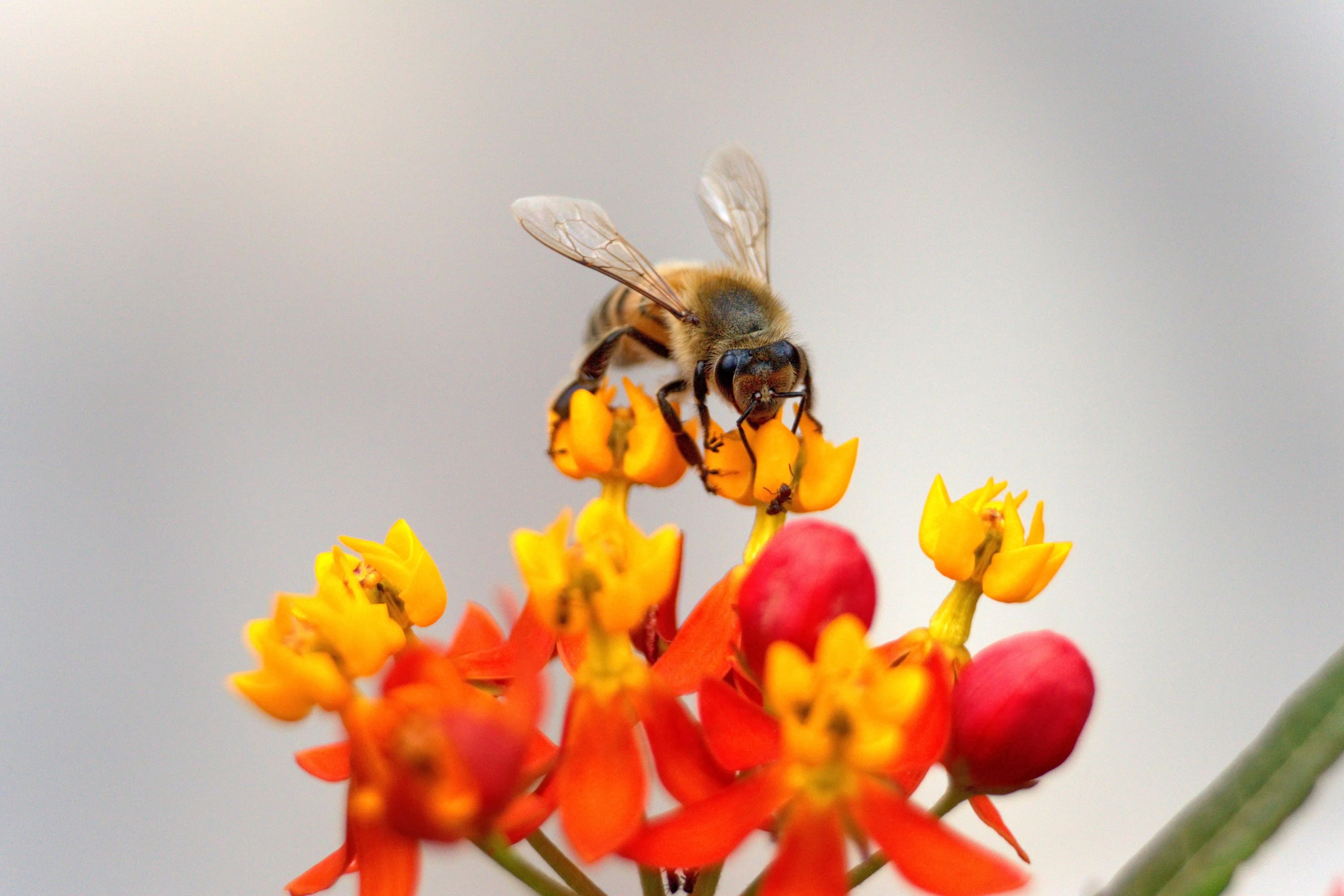 honeybee on orange flowers