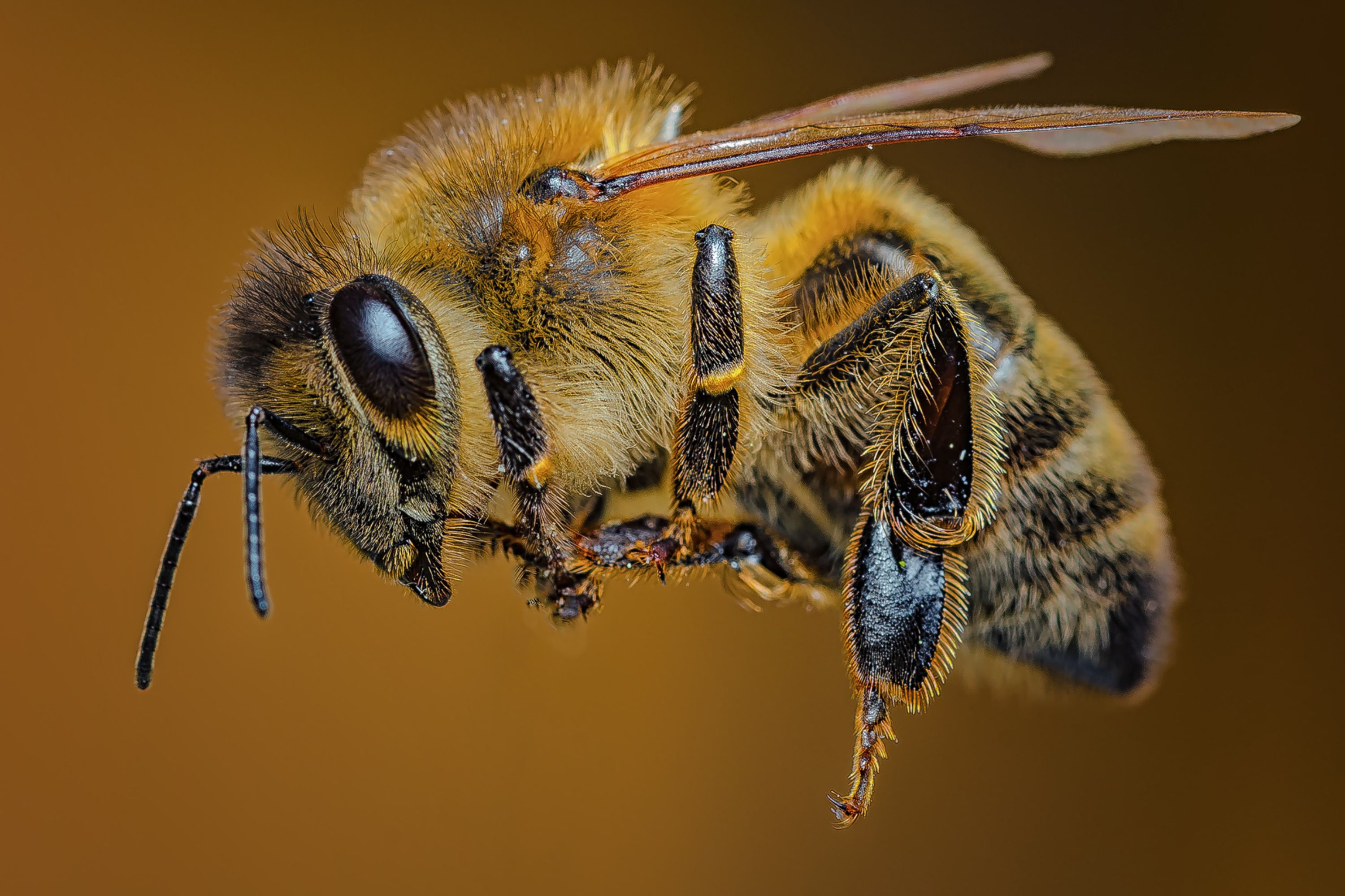 Solitary honeybee