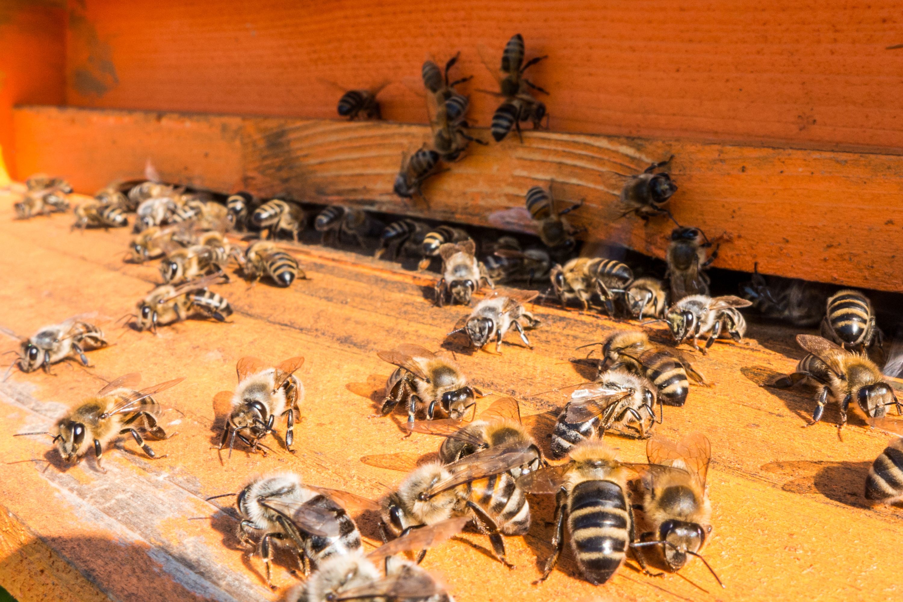 honeybees at entrance guarding hive