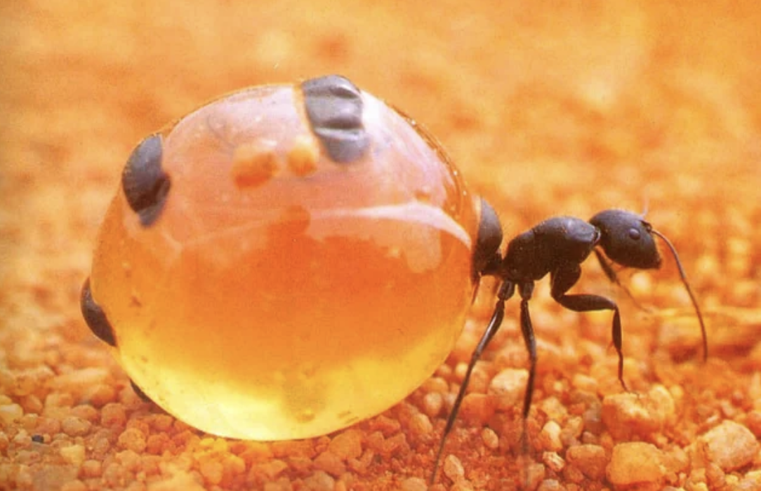 honeypot-ant