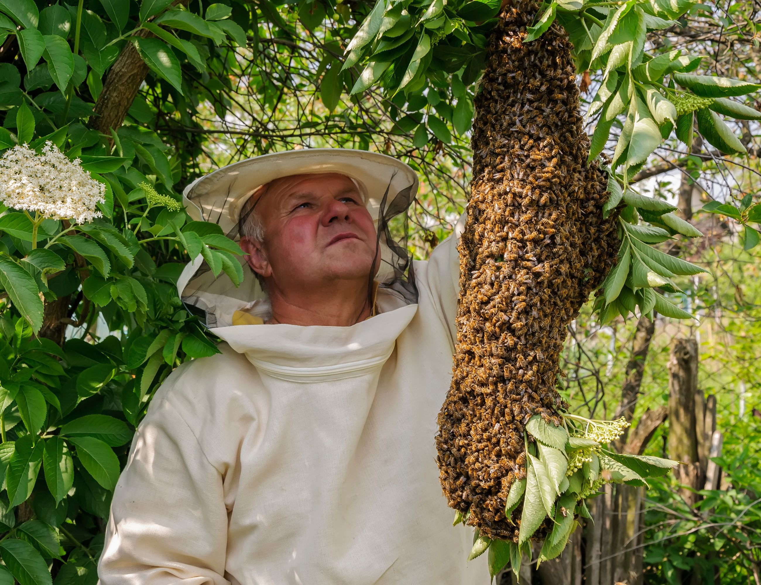 large bee swarm in a tree