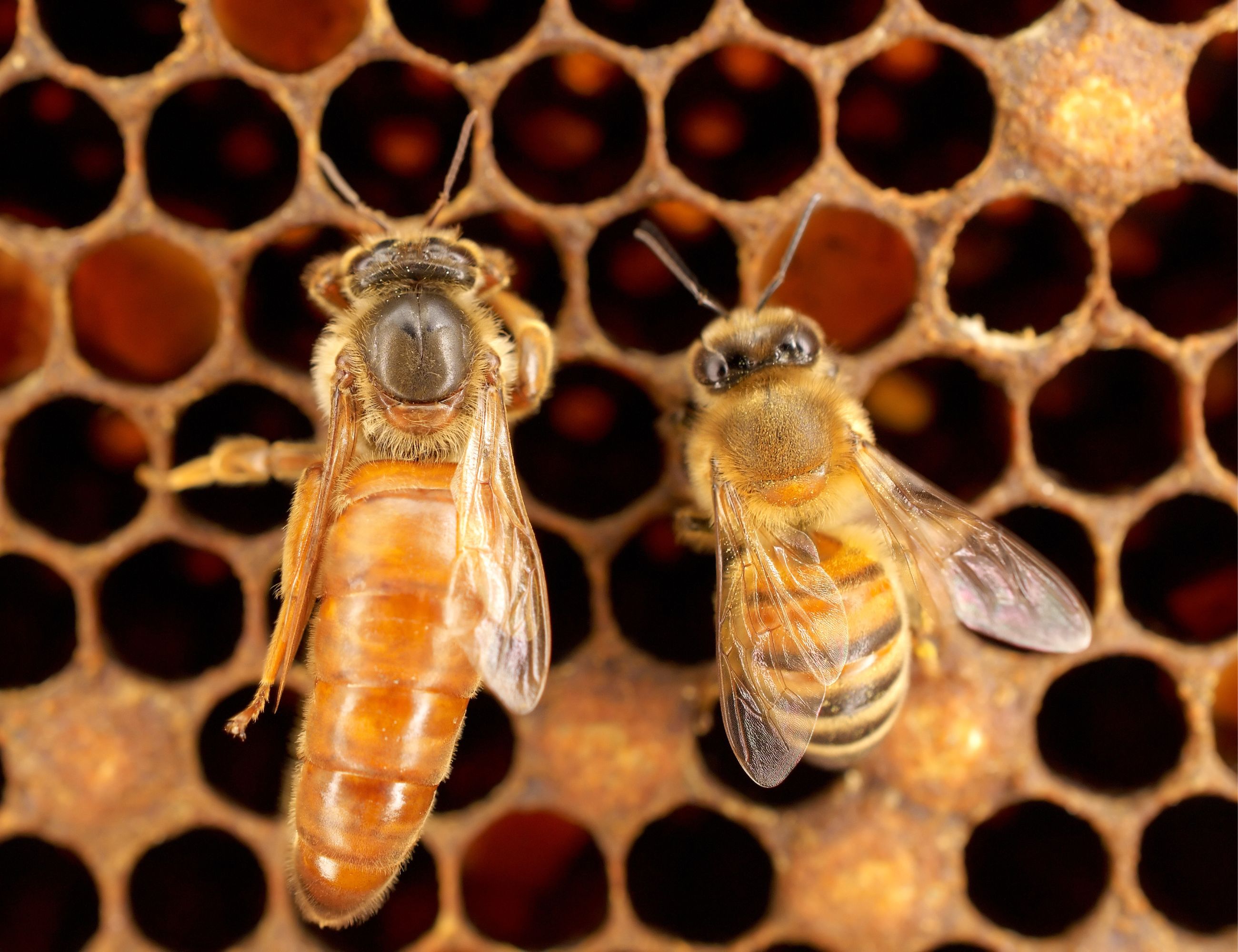 queen bee vs worker bee size