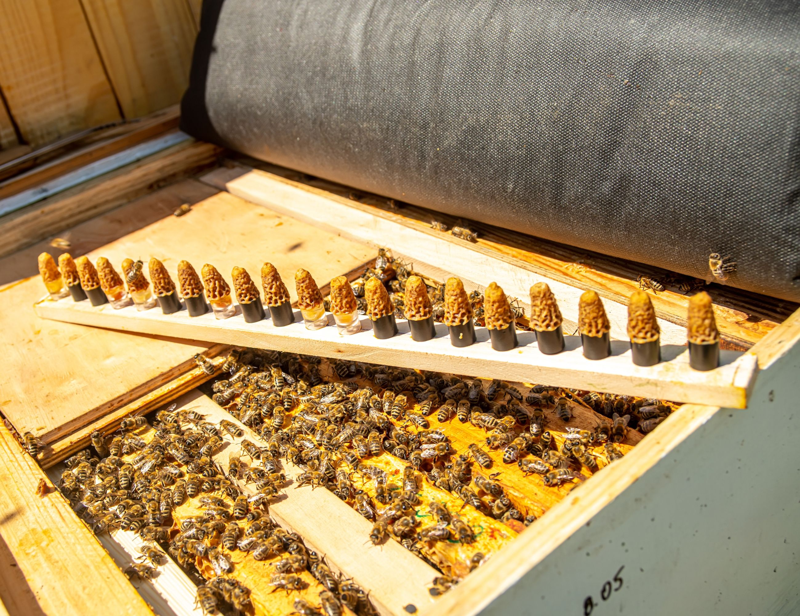 queen bee cells on a hive frame