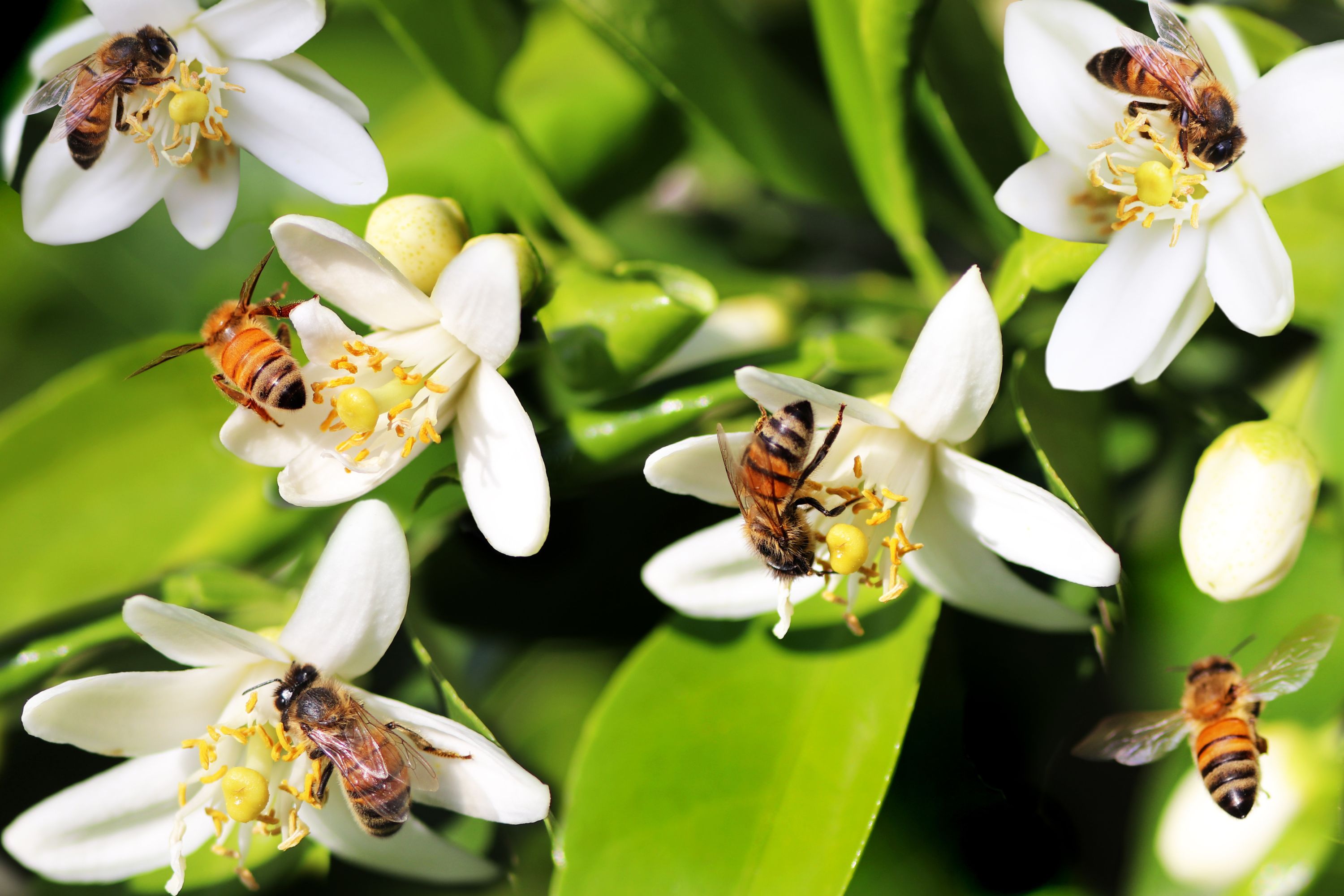 Honeybees on Paperwhites