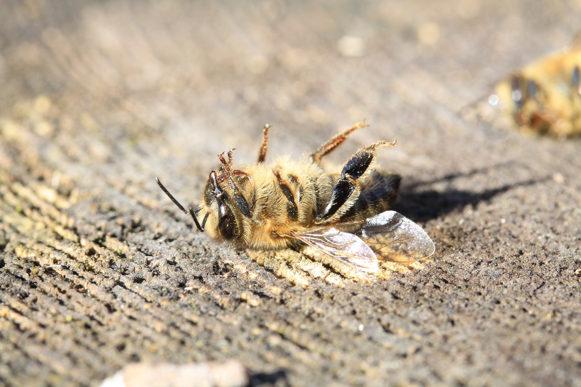  How bee harming pesticides found in honey affect beekeeping. Some of these chemicals have been shown to cause serious harm to the bees. They are now found in honey.