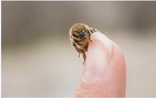 bee on finger