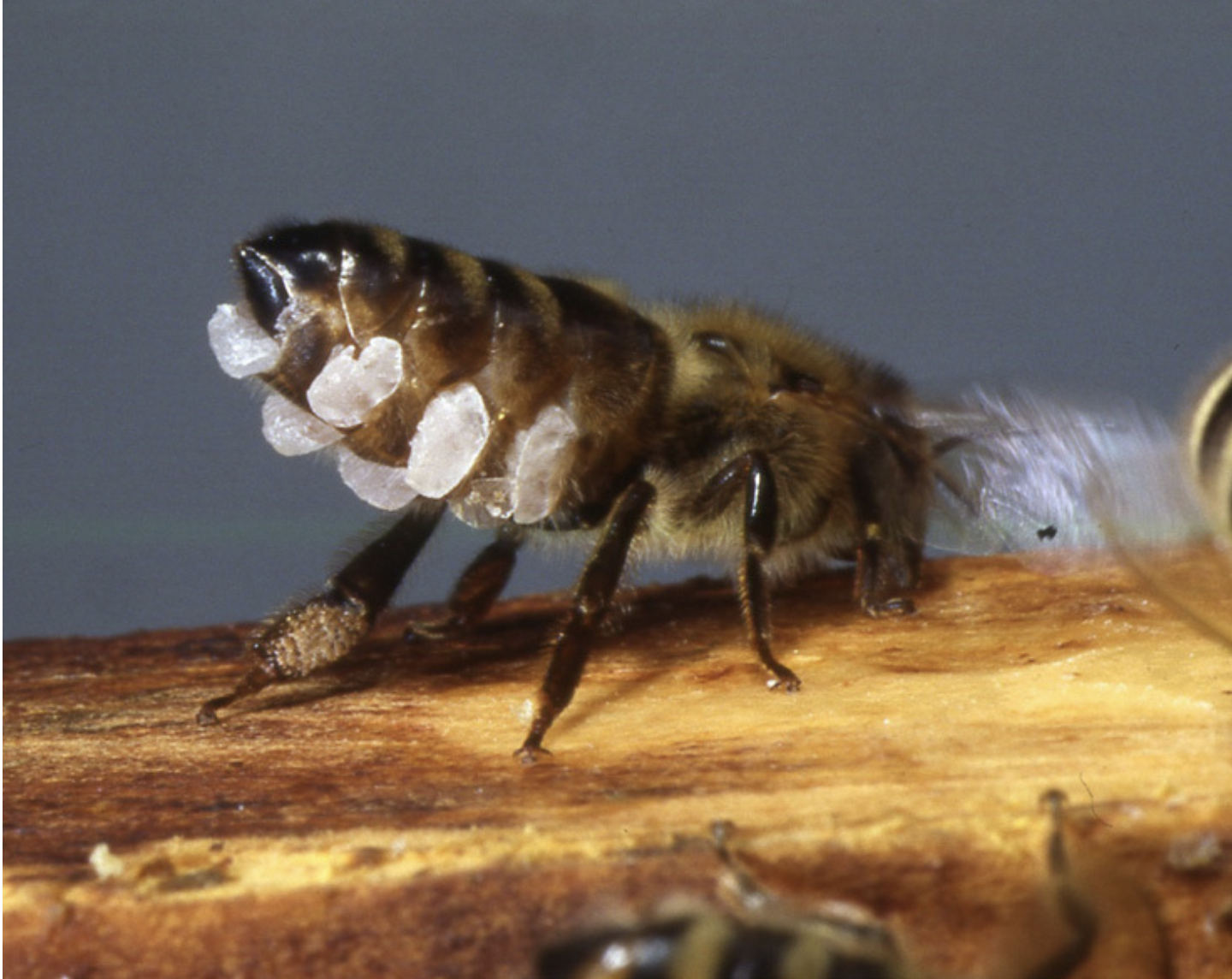 a honey bee making beeswax flakes from their abdominal glands