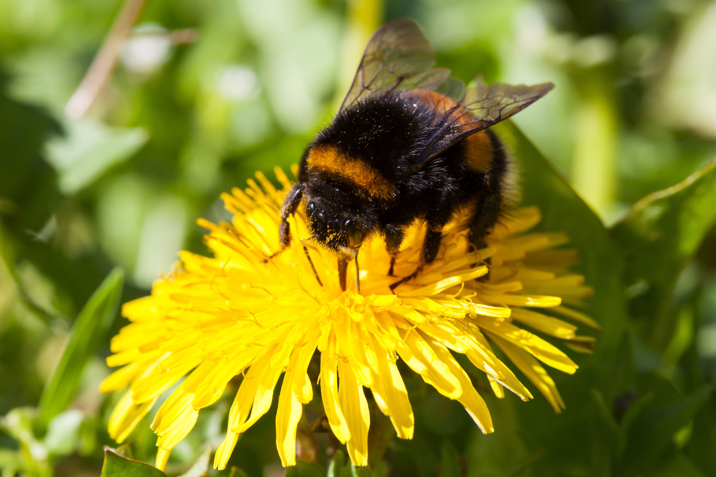 bumblebee on dandelion