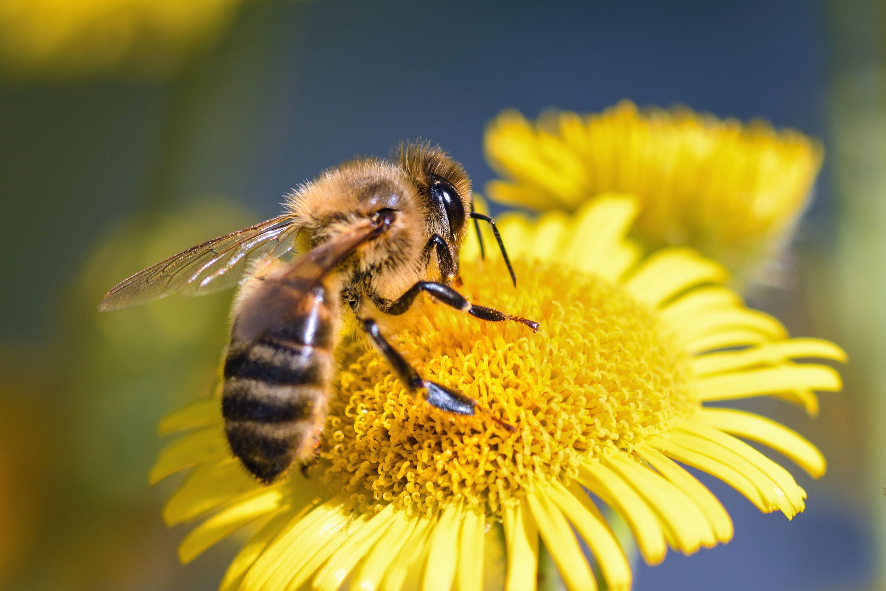 Honeybee on yellow coneflower