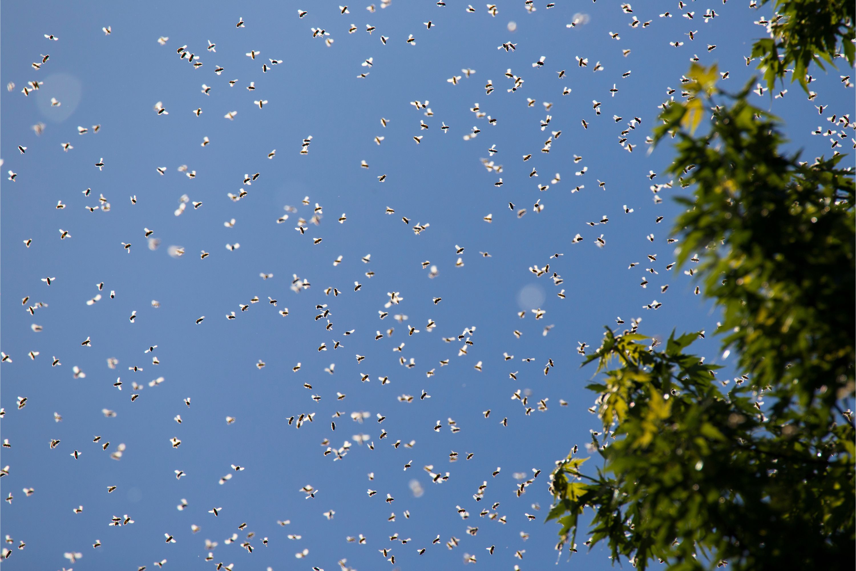 honeybee and blue sky