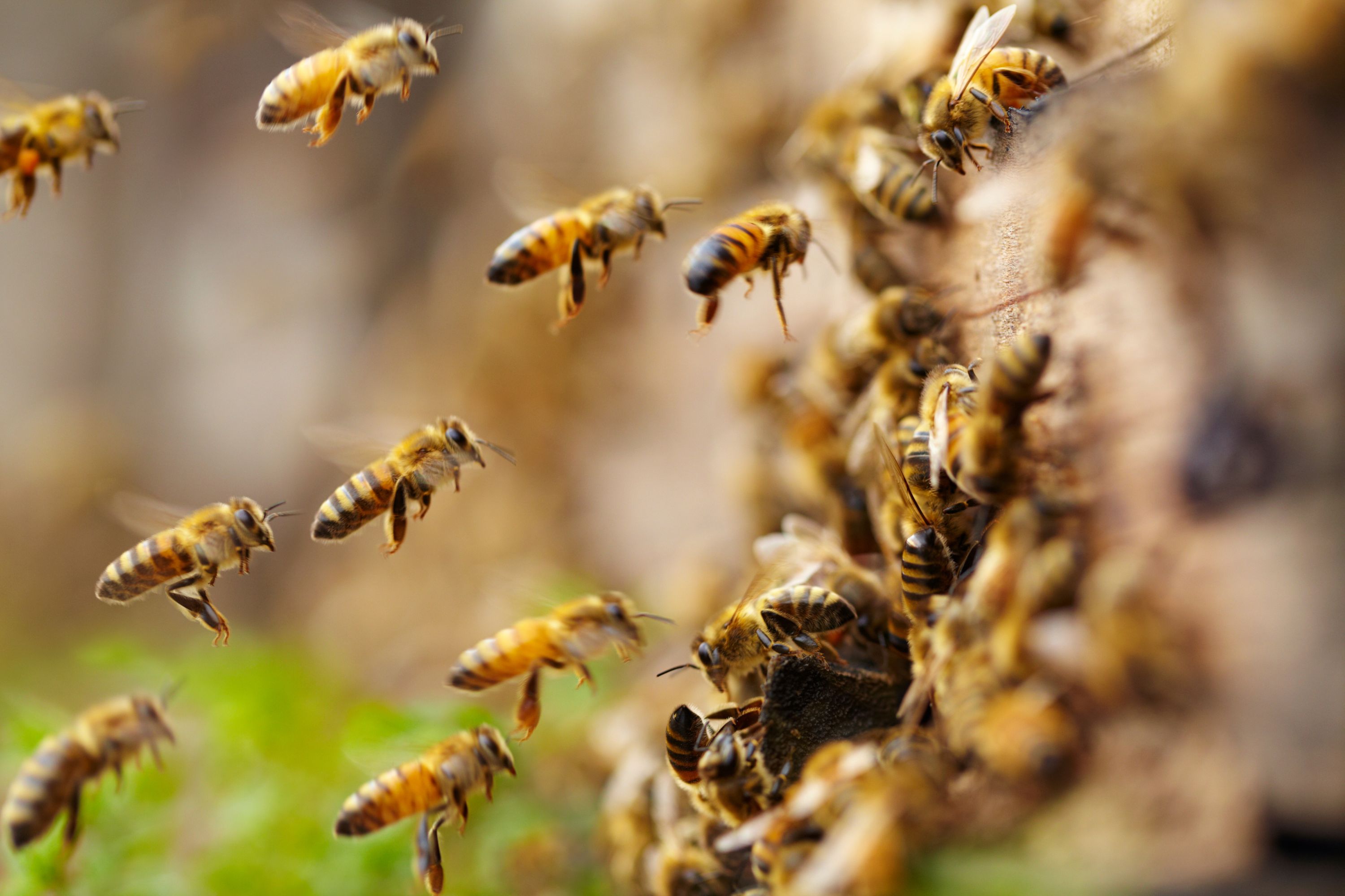 grouping honeybees