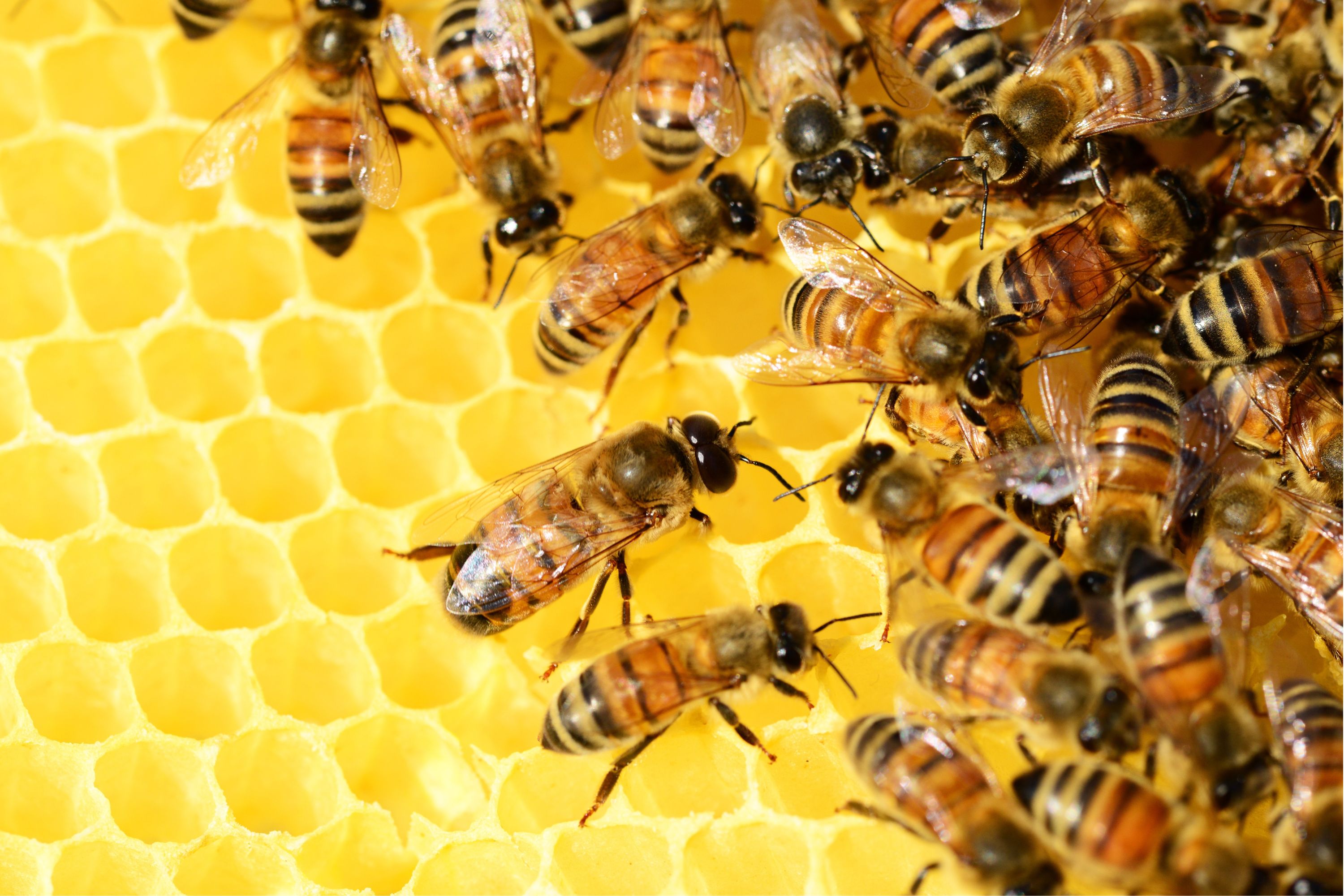 Honeybee on drawn comb