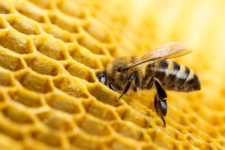 a single bee on a newly made beeswax comb placing its head in one cell